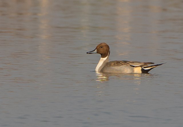 針尾鴨 國家三有保護鳥類 拍攝：王智斌.jpg