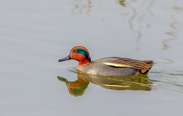 綠翅鴨 國家三有保護鳥類 拍攝：王智斌.jpg