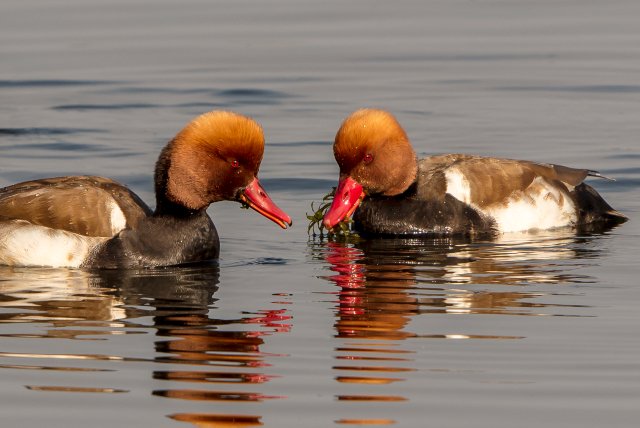 赤嘴潛鴨 國家三有保護鳥類 拍攝：王智斌.jpg