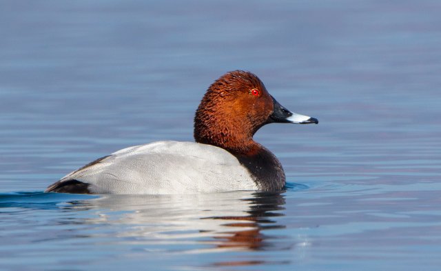 紅頭潛鴨 國家三有保護鳥類 拍攝：王智斌.jpg