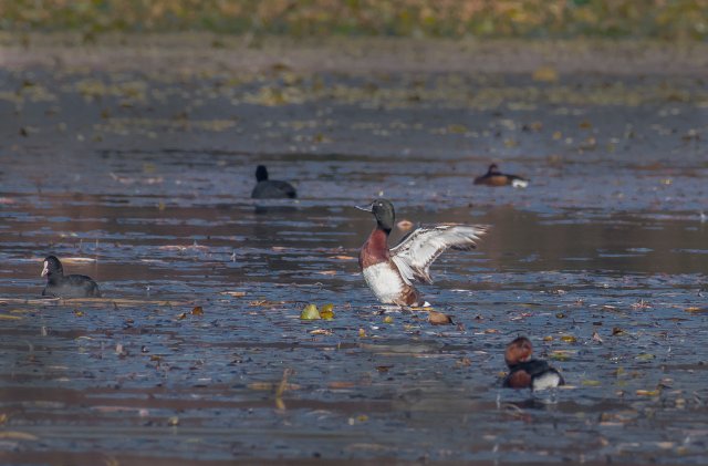 青頭潛鴨 國際一級保護鳥類 拍攝：劉強.jpg