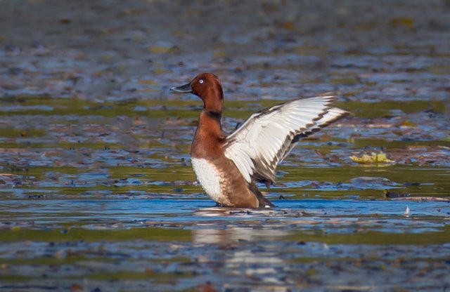 白眼潛鴨 國家三有保護鳥類 拍攝：劉強.jpg