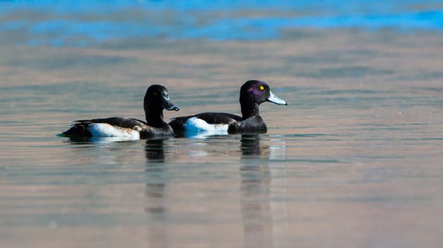 鳳頭潛鴨 國家三有保護鳥類 拍攝：王智斌.jpg