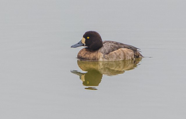 斑背潛鴨 國家三有保護鳥類 拍攝：王智斌.jpg