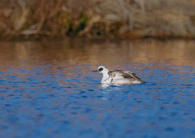 白秋沙鴨 國家二級保護鳥類 拍攝：劉強.jpg