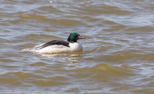 普通秋沙鴨 國家三有保護鳥類 拍攝：王智斌.jpg
