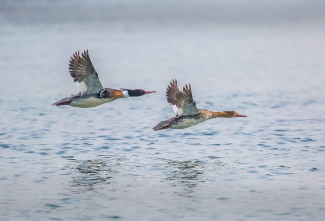 紅胸秋沙鴨 國家三有保護鳥類 拍攝：王智斌.jpg