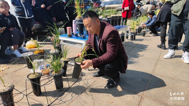 交易火爆！第十三屆中國(guó)（大理）國(guó)際蘭花茶花博覽會(huì)開(kāi)幕 春城晚報(bào)-開(kāi)屏新聞?dòng)浾?楊維琦 楊茜 攝影報(bào)道1.jpg