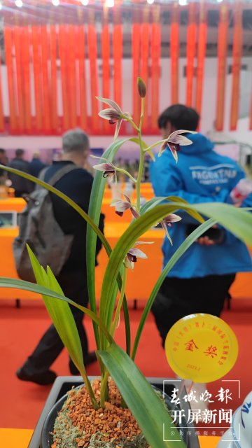 交易火爆！第十三屆中國(guó)（大理）國(guó)際蘭花茶花博覽會(huì)開(kāi)幕 春城晚報(bào)-開(kāi)屏新聞?dòng)浾?楊維琦 楊茜 攝影報(bào)道5.jpg