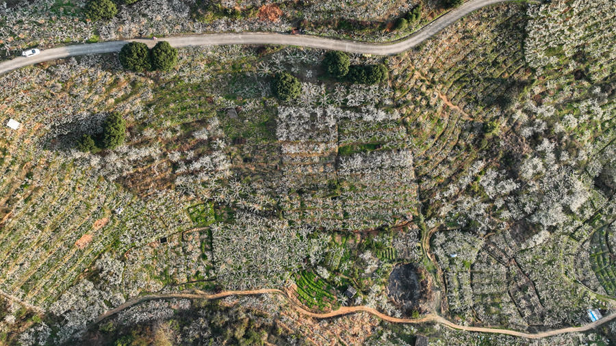 近日，在福建龍巖連城縣四堡鎮(zhèn)，2萬余畝芙蓉李爭相盛開，潔白花海繪成似雪美景。連城縣融媒體中心供圖