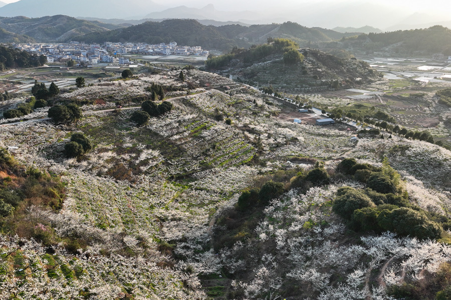盛放如雪的李花像一片“致富花”，映照著豐年的前景。連城縣融媒體中心供圖