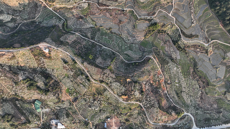 近年來，四堡鎮(zhèn)大力發(fā)展水果產業(yè)，作為當地推進鄉(xiāng)村振興的支柱產業(yè)。連城縣融媒體中心供圖