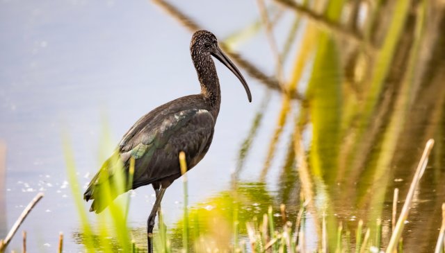 喙似彎刀，體形修長(zhǎng)！瀕臨絕跡的國(guó)家一級(jí)保護(hù)動(dòng)物彩鹮再現(xiàn)大理洱海！ (3).JPG