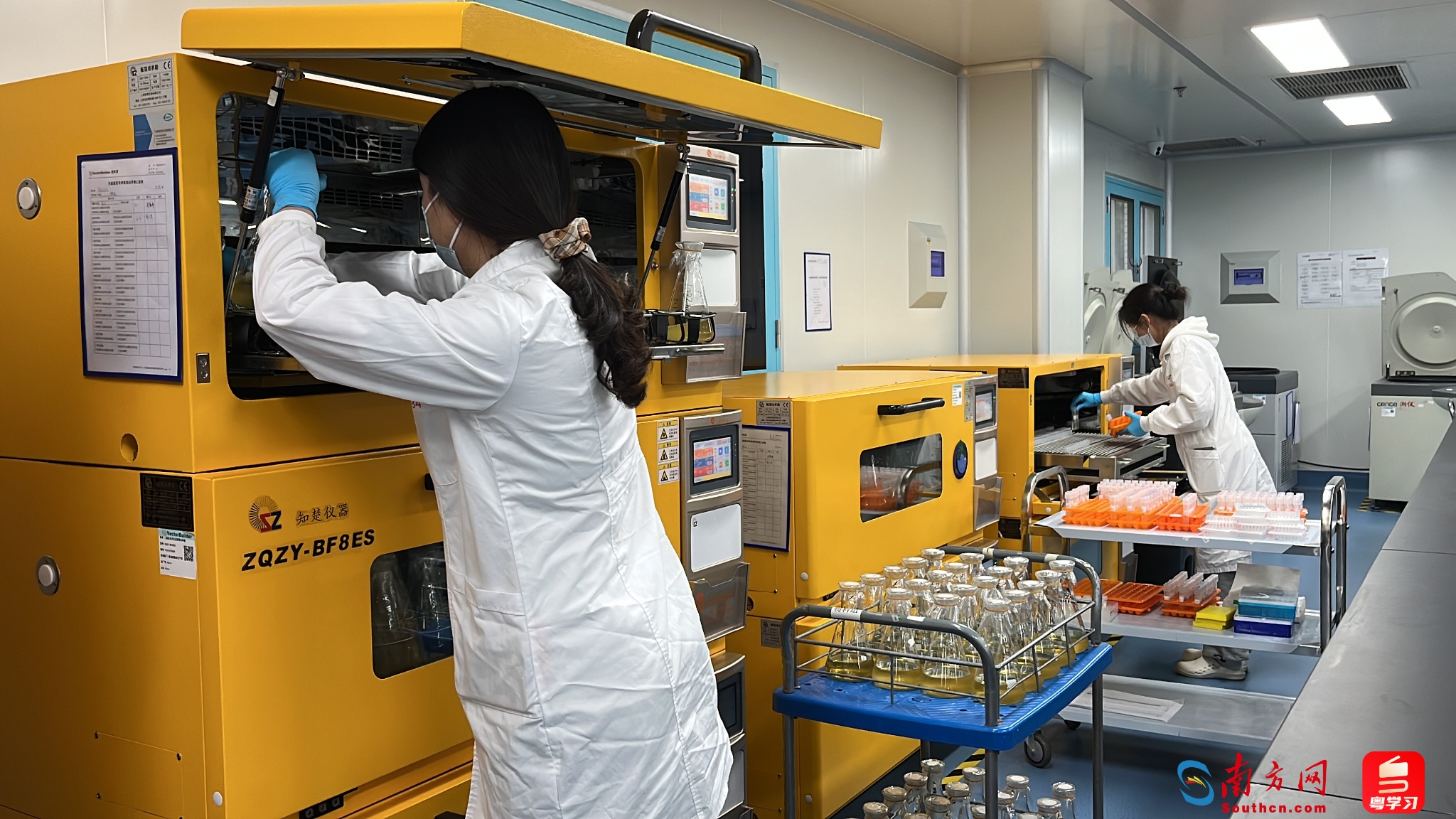 工作人員將菌液放進(jìn)搖床發(fā)酵。