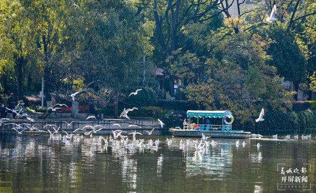 翠湖公園紅嘴鷗(龍宇丹 攝)