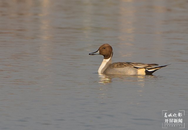針尾鴨 國家三有保護鳥類 拍攝：王智斌.jpg