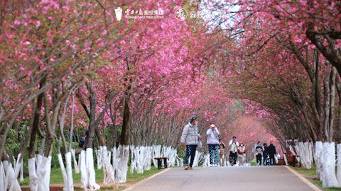 有一種叫云南的生活｜這個(gè)春天，總要來(lái)云南一趟吧！