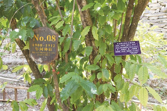 朱苦拉核心區(qū)的咖啡樹已被掛牌保護(hù)起來。