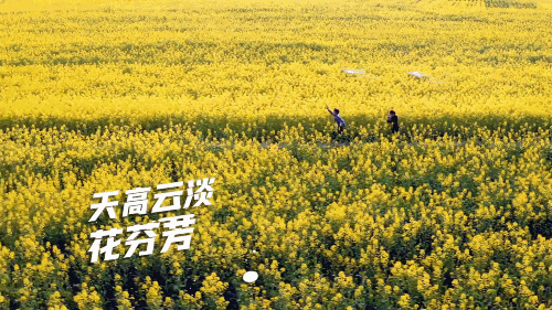 云南動(dòng)植物有哪些？這首R(shí)ap里有答案.gif
