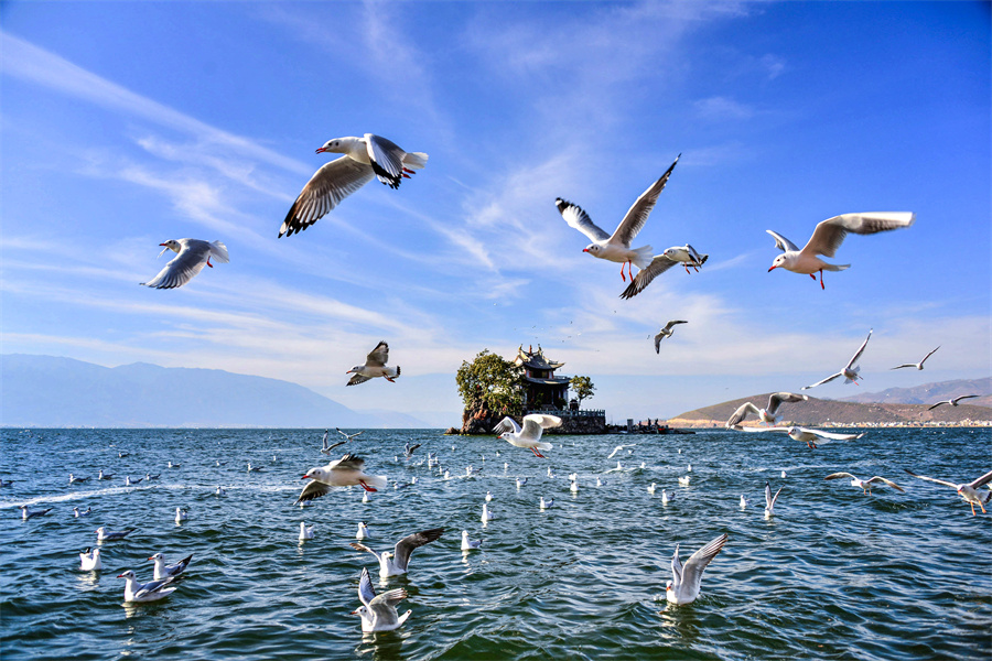 最美洱海（楊繼培） (2).jpg