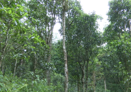 了不起的云南古茶樹紅河3