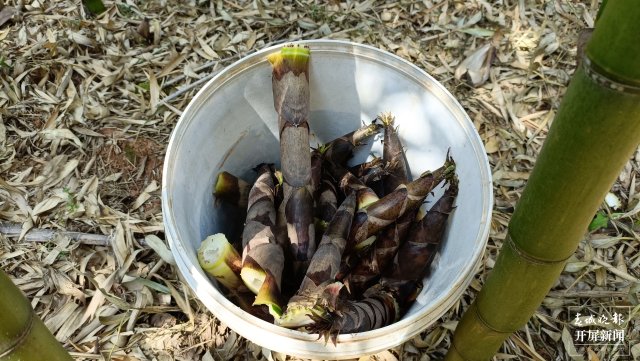 抓住春筍的“小尾巴”！到玉溪大石板挖竹筍嘍（開屏新聞?dòng)浾?李春麗 攝）