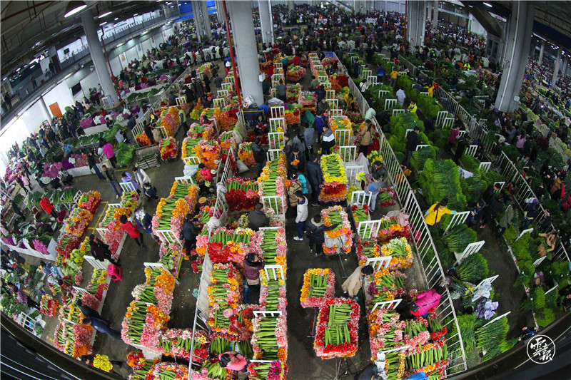 云南花卉產(chǎn)業(yè)20170122h050昆明斗南花卉市場產(chǎn)銷兩旺-黃喆春攝.JPG 云南花卉產(chǎn)業(yè)20170122h050昆明斗南花卉市場產(chǎn)銷兩旺-黃喆春攝.jpg