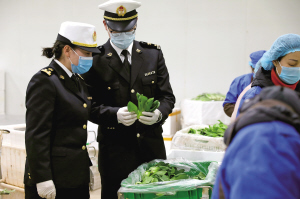 海關(guān)關(guān)員到蔬菜出口基地進(jìn)行監(jiān)管 何若成 攝 海關(guān)關(guān)員到蔬菜出口基地進(jìn)行監(jiān)管 何若成 攝