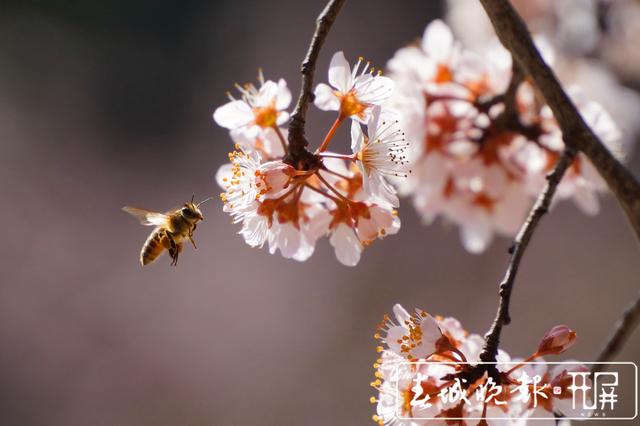 周末約起！富源春花爛漫惹人醉，踏春賞花最相宜 春城晚報-開屏新聞記者 蔣瓊波 通訊員 張政偉 楊權(quán)風 攝影報道1.jpg