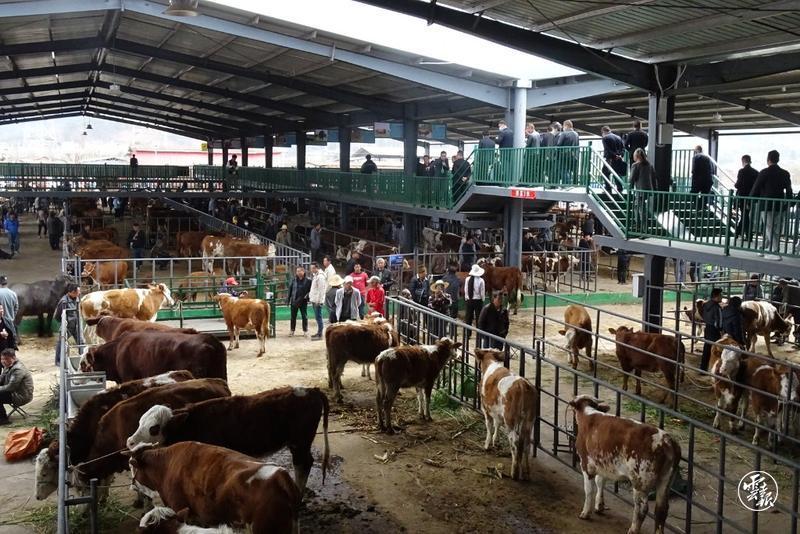 大理建成年交易量30萬頭牲畜的智慧化交易中心