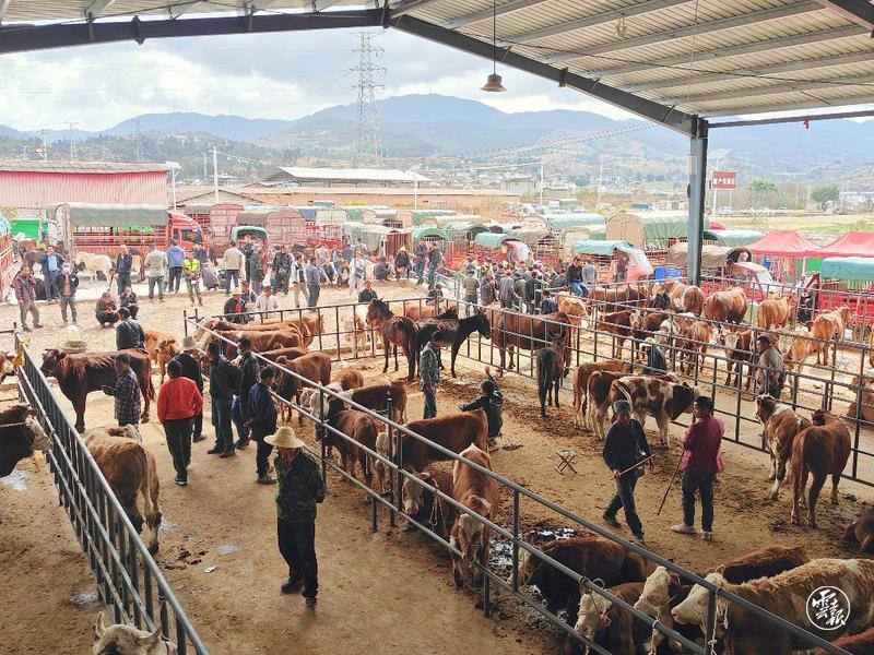 大理建成年交易量30萬頭牲畜的智慧化交易中心