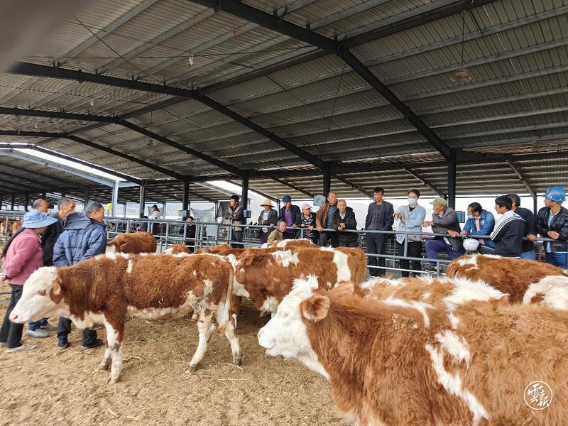 大理建成年交易量30萬頭牲畜的智慧化交易中心
