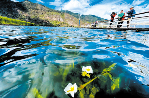 海菜花在滇池大泊口水域悄然綻放。 記者趙偉攝 .jpeg