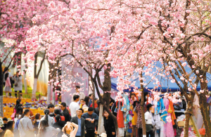 游客在圓通山觀賞盛開的櫻花。 　　新華社 