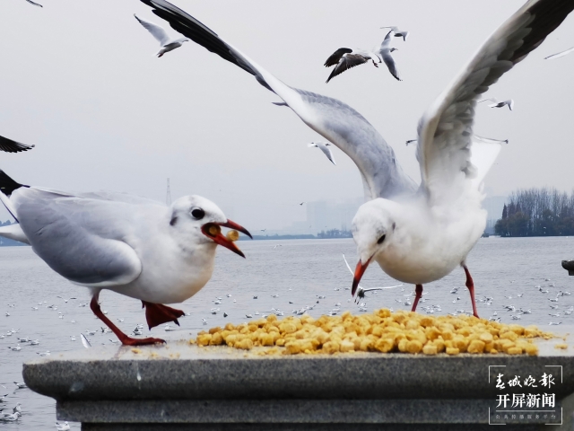 昆明今年究竟有多少“遠方來客”？本周末，一起來圍觀海鷗統(tǒng)計吧?。ㄩ_屏新聞記者 左學佳 攝）