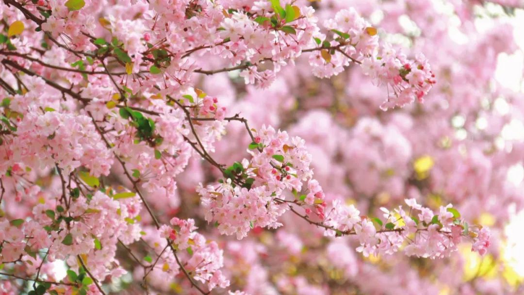 云大6.jpg 云大6.jpg