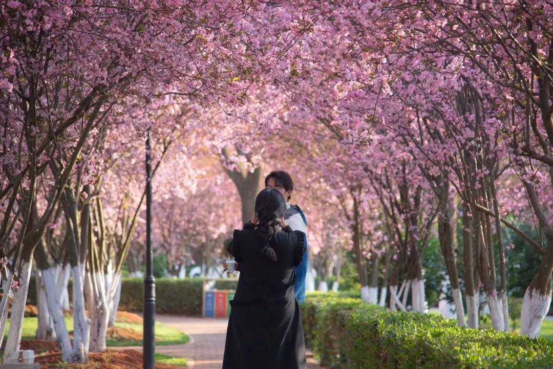 云大34.jpg 云大34.jpg