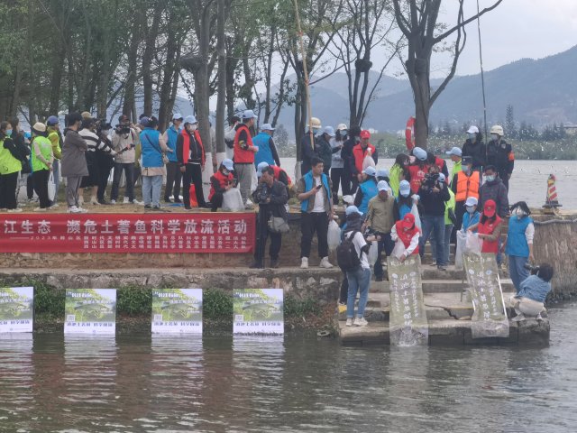 8000余尾滇池金線鲃放流昆明滇池