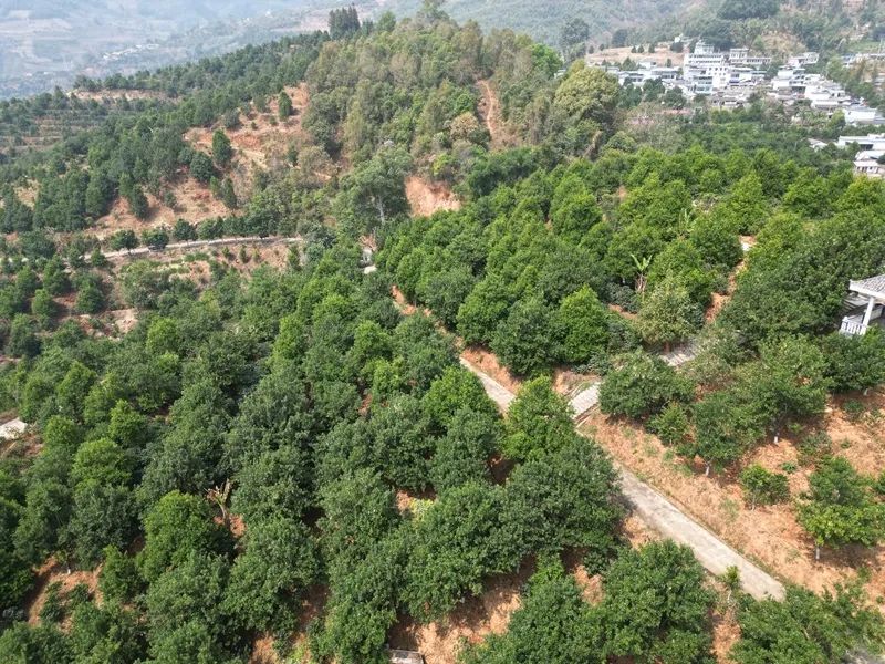 1679446036148093.jpg 640 (5).jpg