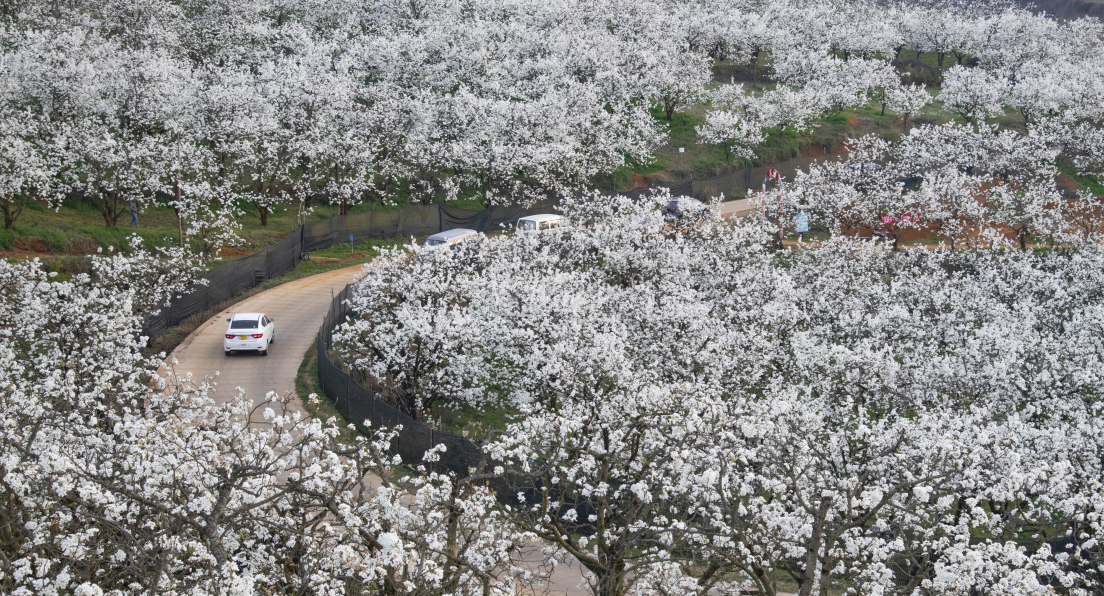 文山市壩心鄉(xiāng)梨花盛開(kāi) 陳明凱 攝.png