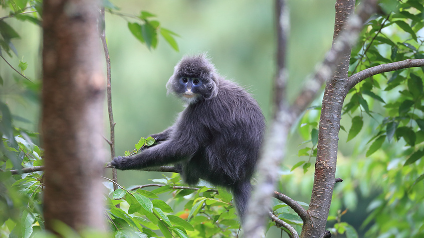 會“換裝”的菲氏葉猴寶寶林間賣萌1.jpg