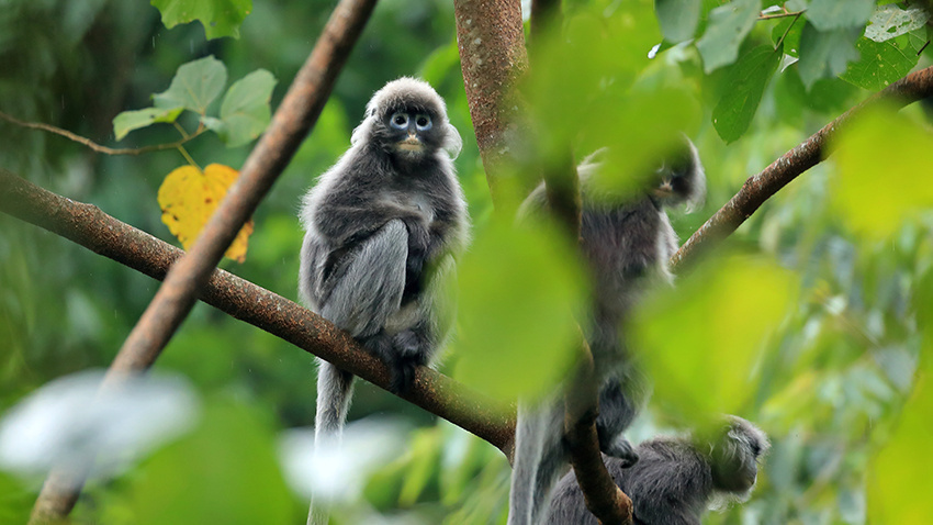會“換裝”的菲氏葉猴寶寶林間賣萌3.jpg