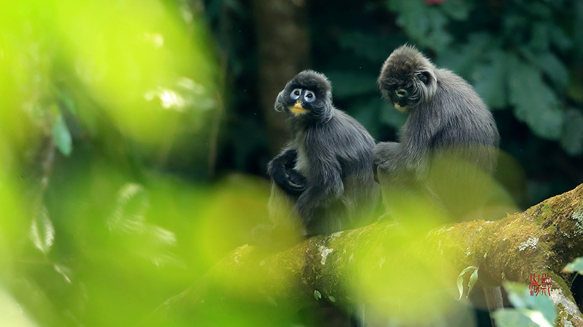會“換裝”的菲氏葉猴寶寶林間賣萌4.jpg