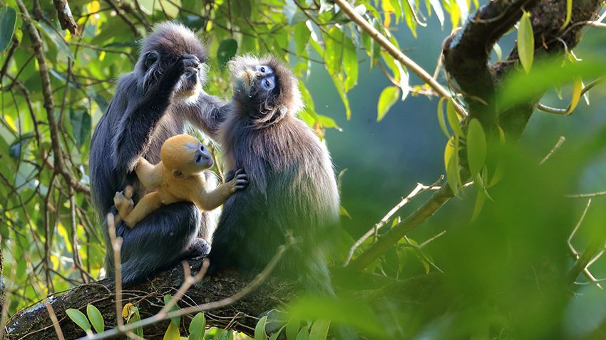 會“換裝”的菲氏葉猴寶寶林間賣萌8.jpg