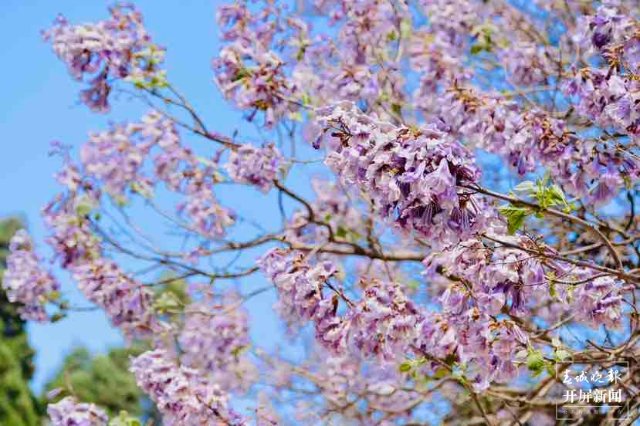 昆明黑筇公路泡桐花開(kāi)如瀑 春城晚報(bào)-開(kāi)屏新聞?dòng)浾?龍宇丹 攝影報(bào)道