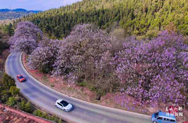 昆明黑筇公路泡桐花開(kāi)如瀑 春城晚報(bào)-開(kāi)屏新聞?dòng)浾?龍宇丹 攝影報(bào)道