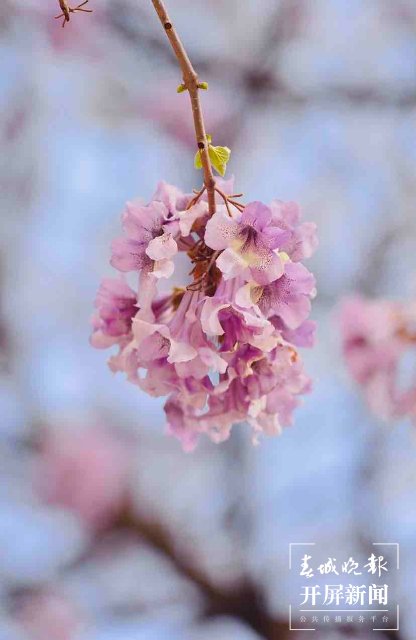 昆明黑筇公路泡桐花開(kāi)如瀑 春城晚報(bào)-開(kāi)屏新聞?dòng)浾?龍宇丹 攝影報(bào)道