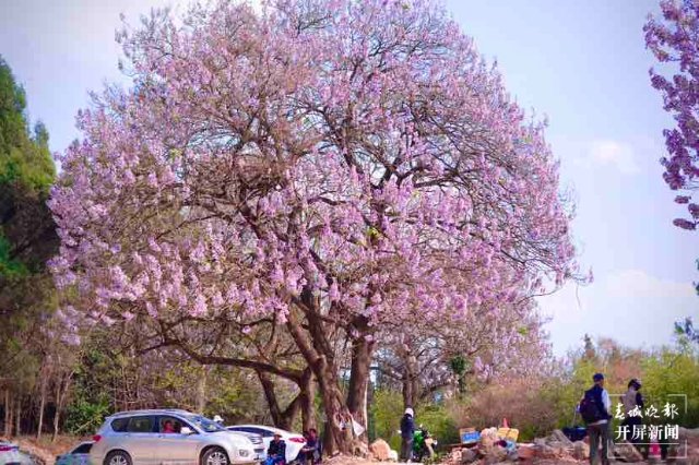 昆明黑筇公路泡桐花開(kāi)如瀑 春城晚報(bào)-開(kāi)屏新聞?dòng)浾?龍宇丹 攝影報(bào)道