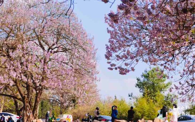 昆明黑筇公路泡桐花開(kāi)如瀑 春城晚報(bào)-開(kāi)屏新聞?dòng)浾?龍宇丹 攝影報(bào)道