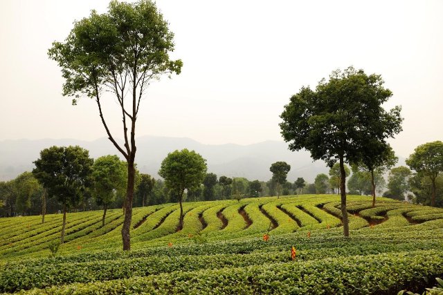 茶園變景區(qū) 周思雨 攝.jpg